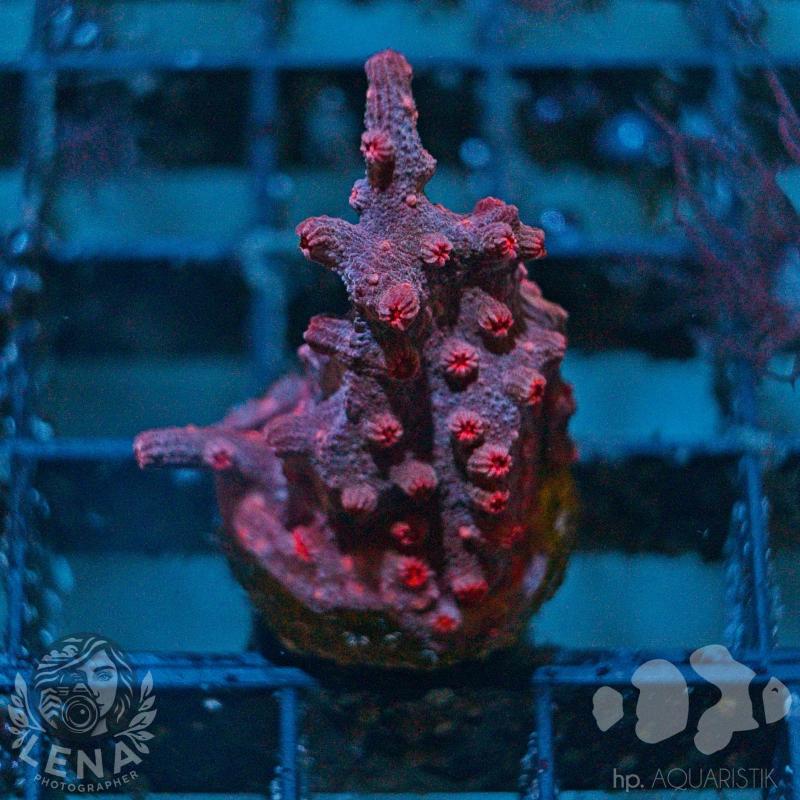 Cyphastrea Decadia Red